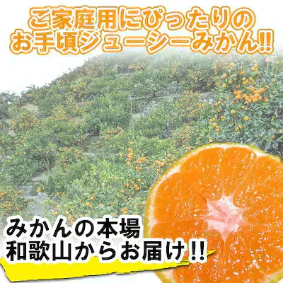 (11月上旬発送予定商品) みかん 2キロ 和歌山県 有田産 有田みかん