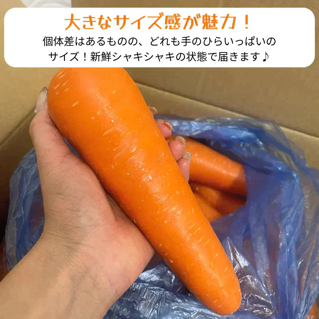 【有名ホテル御用達】甘〜い にんじん 10kg(1kg×10p) 農家 人参 ニンジン 野菜 フルーツ 青果 果物 フルーツ 市場 ギフト 食品 家庭用 贈答 料理