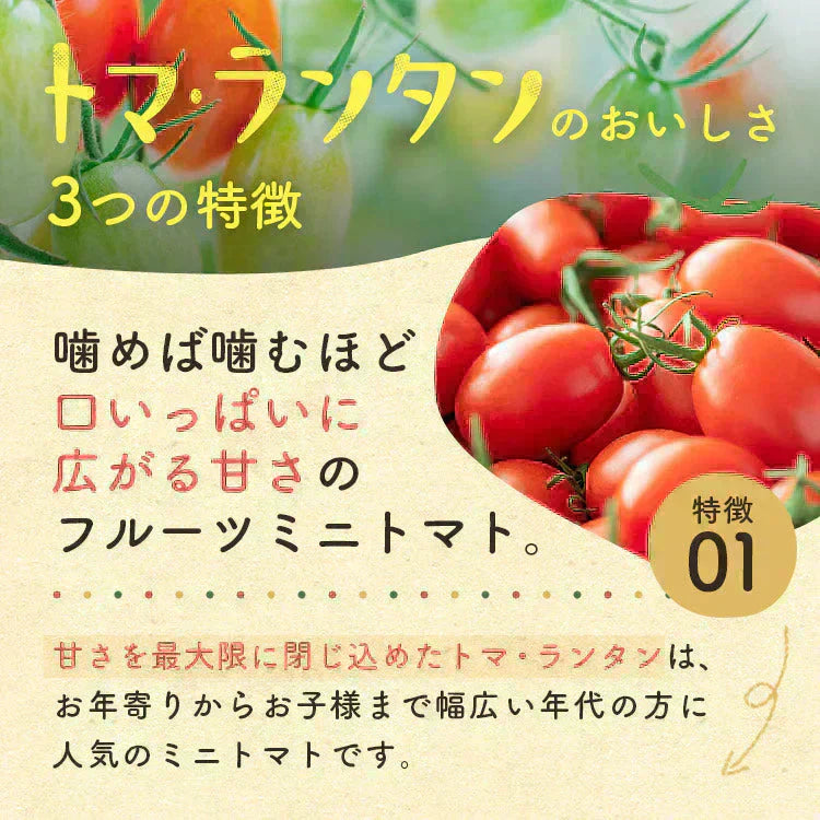 【予約】【2026年1月から順次発送】1kg トマランタン 笑顔溢れる甘さ♪超濃厚ミニトマト!【東北配送不可】