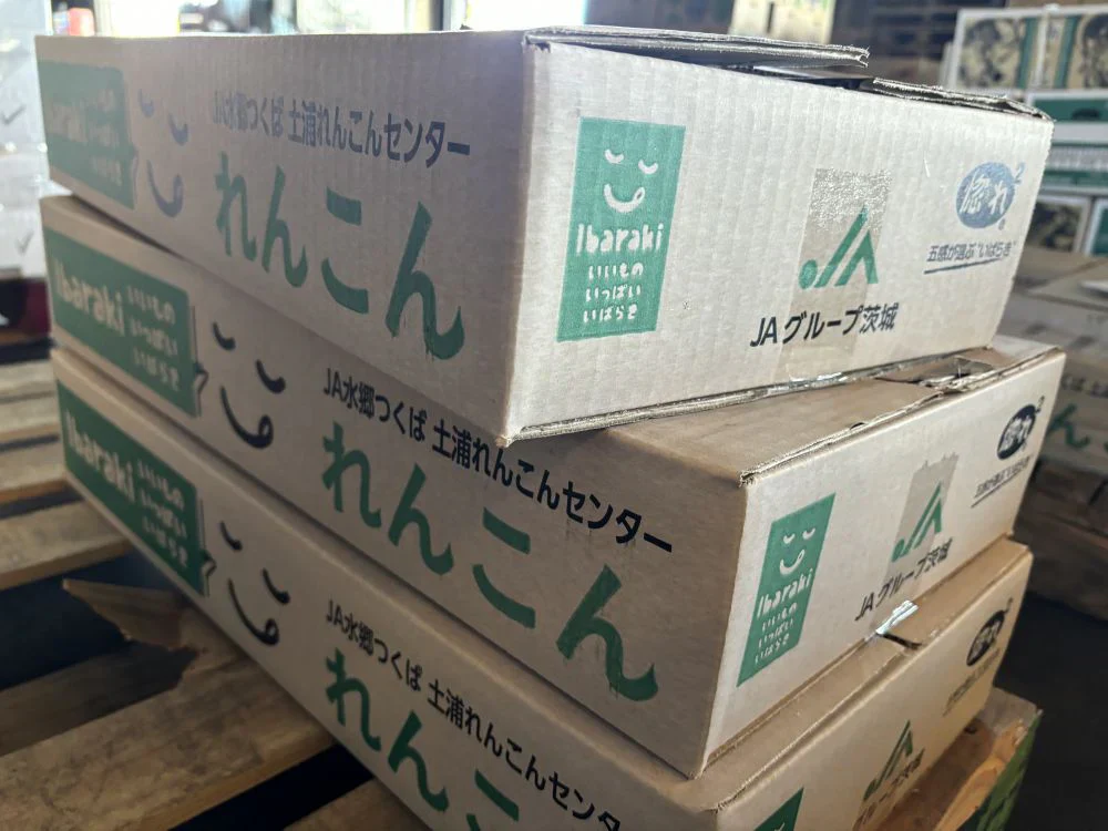れんこん ギフト 霞ヶ浦れんこん 約2kg レンコン 蓮根 贈答用 国産 茨城県産 土浦