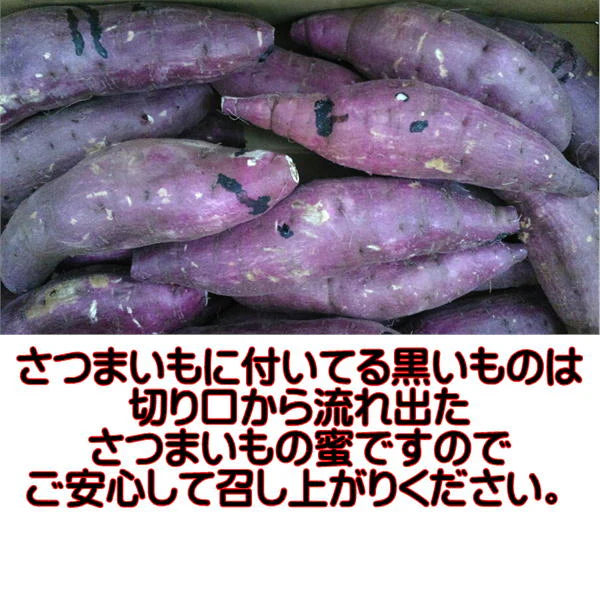 訳あり 紅はるか 1.5キロ 新物 サイズおまかせ さつまいも 蜜芋 熊本産 送料無料 60サイズ