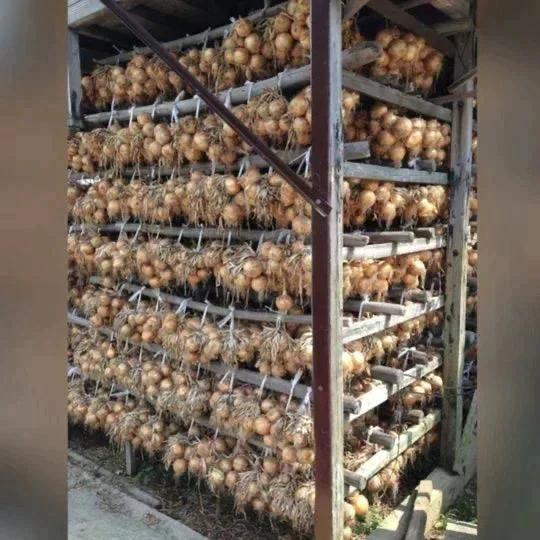 訳あり玉ねぎ10kg🧅シャーロットオニオン🧅淡路島極熟玉葱🧅送料無料 たまねぎ タマネギ