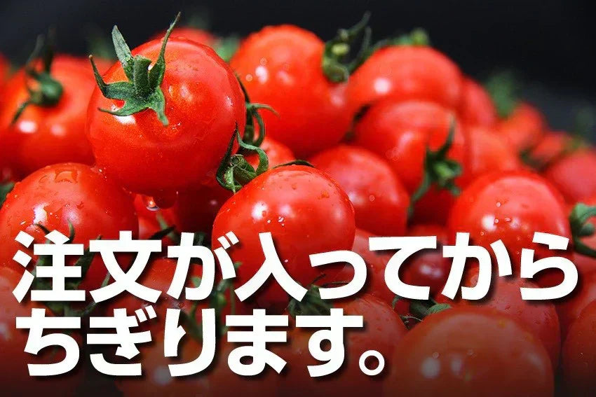 予約【1月前後から発送開始】お試し\特別栽培農産物/ソムリエミニトマト プラチナ 390g