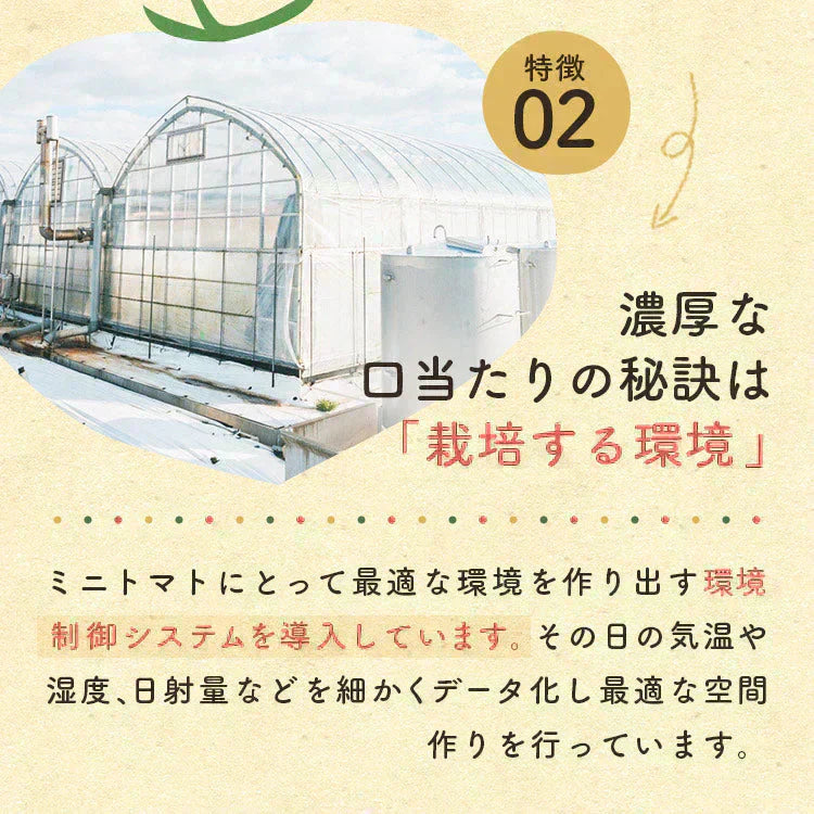 【予約】【2026年1月から順次発送】1kg トマランタン 笑顔溢れる甘さ♪超濃厚ミニトマト!【東北配送不可】