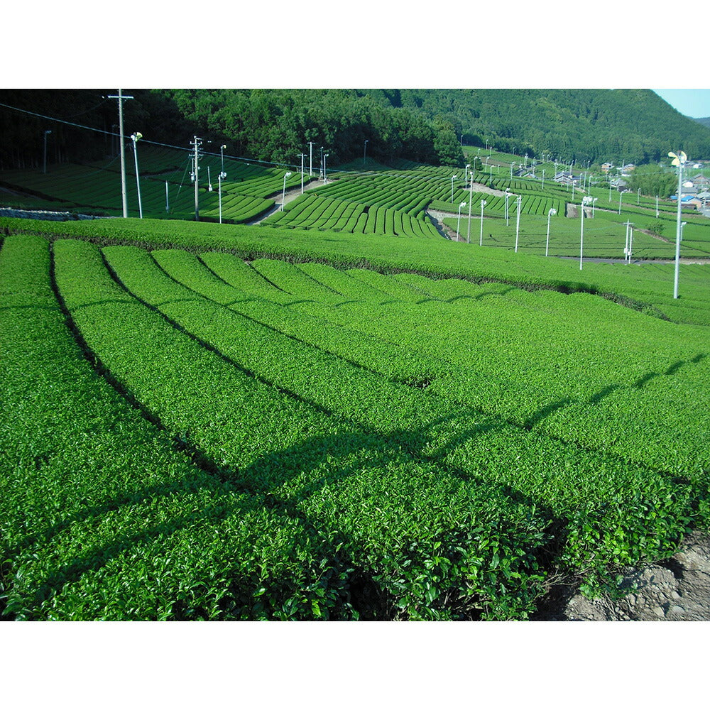 【3人シェア買いでお得】松阪の焙じ茶ティーバッグ 4g×100【お届け不可地域:北海道・沖縄・離島】