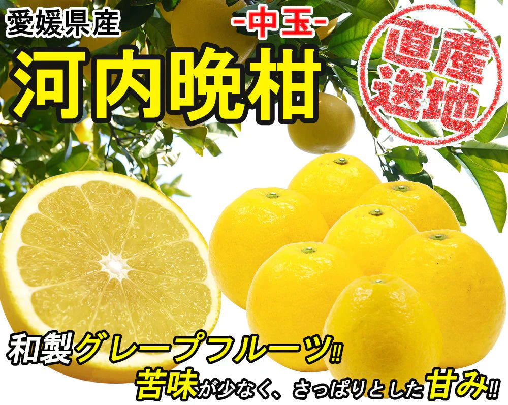 河内晩柑 中玉 4kg 産地直送 愛媛県産 晩柑 ご家庭用 箱買い