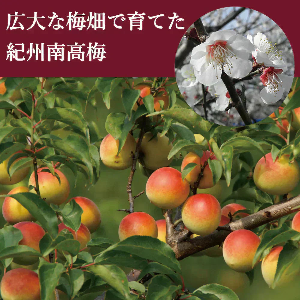 【送料無料】紀州南高梅 つぶれ梅 味梅(ハチミツ味) 400g ※塩分約8% ※ネコポス便でお届け(ポスト投函)