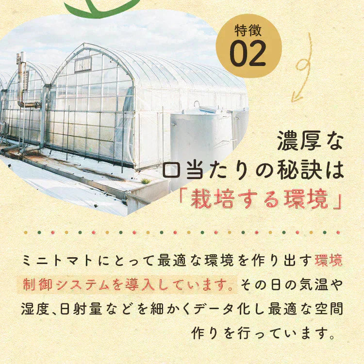 【予約】【2026年1月から順次発送】3kg 家族の笑顔が広がる完熟ミニトマト「トマランタン」東北配送不可】