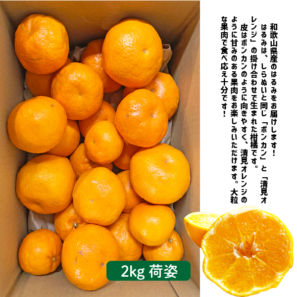 和歌山県産 はるみ 約4kg 和歌山 はるみみかん ギフト 自宅用 贈答 柑橘