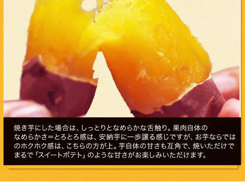 さつまいも 紅はるか べにはるか 1.5kg 送料無料 芋 熊本県産 スイーツ お取り寄せ 11月上旬-12月上旬頃より発送予定