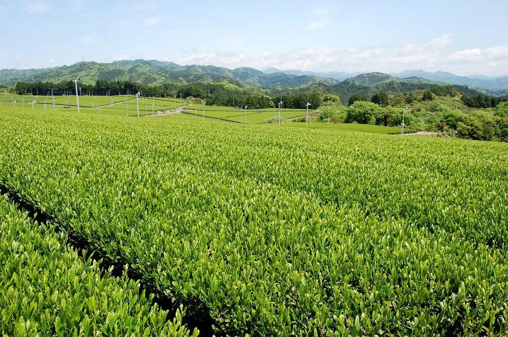 訳あり静岡茶100g×6 茎入茶葉 お茶 お茶の葉 日本茶 緑茶 一番茶 カテキン緑茶 深蒸し茶 お徳用 業務用【エコ得】