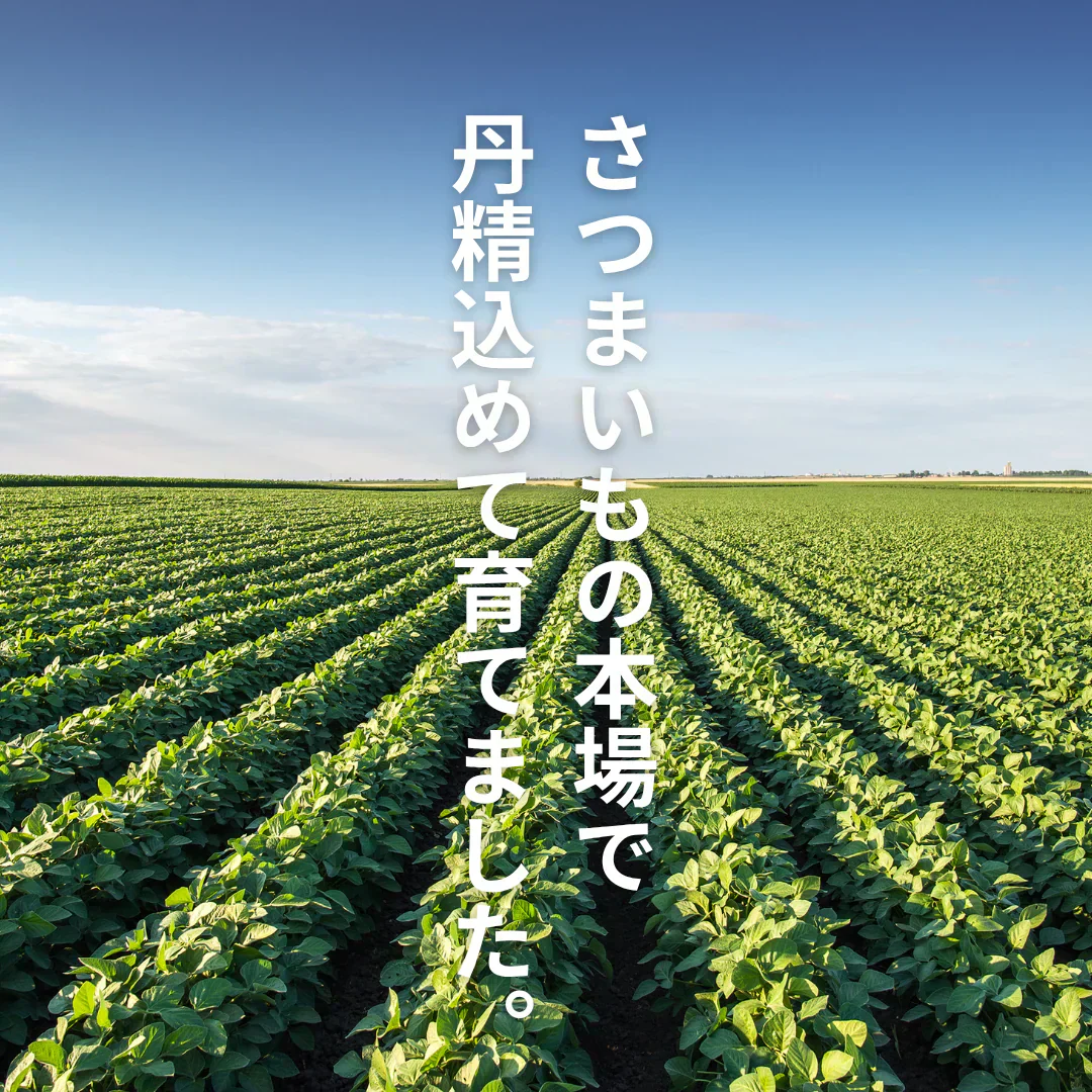 【焼き芋屋が厳選◎】 紅はるか 訳あり 2kg(1.5kg+補償分500g) さつまいも シルクスイート サツマイモ 干し芋 好きに 青果 野菜 市場 食品 グルメ スイーツ 甘味