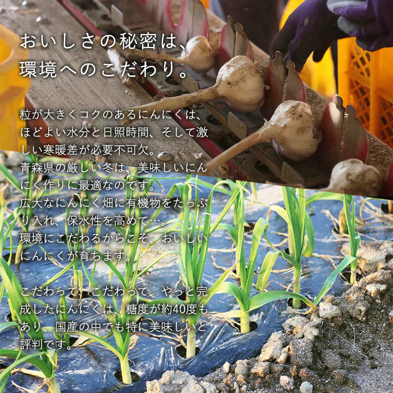 【 送料無料 】 青森県産 訳あり にんにく バラカケ 約500g 人気の福地ホワイト六片種 家庭用 青森産 ニンニク 福地ホワイト サイズ混合 メール便
