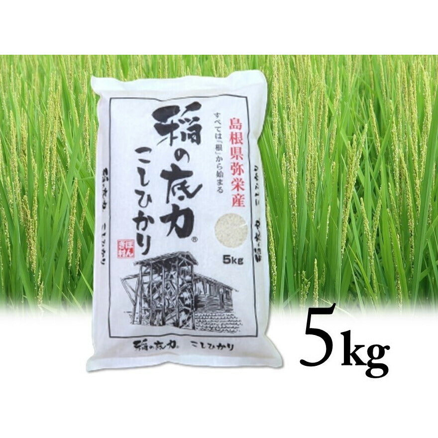 【3人シェア買いでお得】令和3年産 島根県特産品コシヒカリ稲の底力こしひかり5kg【お届け不可地域:北海道・沖縄・離島】