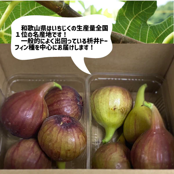 和歌山県産 いちじく 2パック ご家庭用 イチジク 無花果 紀の川市