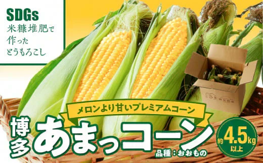 農家直送!メロンより甘い!博多あまっコーン4.5㎏(約12本)(冷凍)