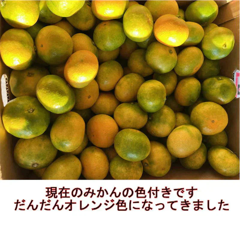 熊本産 みかん 極早生 訳あり 約1.5kg ご家庭用 60サイズ 送料無料【ご新規さん限定商品】