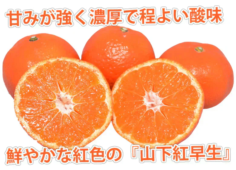 山下紅早生 みかん 幻のみかん 送料無料 秀品 2.5kg 希少品種 熊本県産 蜜柑 早生みかん ミカン