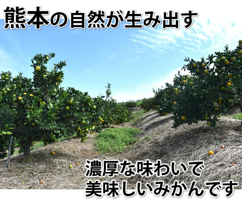 【10月上旬~中旬頃より順次出荷】みかん 10kg 熊本みかん 送料無料 秀品 2S〜L 熊本県産 極早生みかん お取り寄せ 蜜柑 ミカン