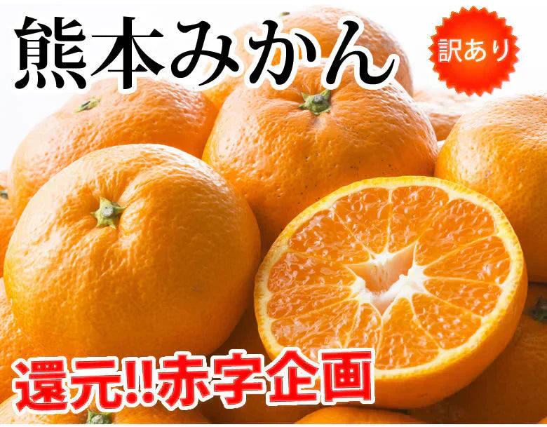 みかん 10kg 送料無料 訳あり 箱込(内容量9kg+補償分500g) 無選別 熊本みかん 極早生みかん 早生みかん 温州みかん蜜柑 ミカン