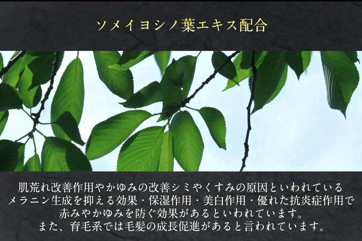 sakuraリペアトリートメント アミノ酸高配合 馬油 はちみつ 桜エキス 10代女性特有の身体からでるいい香り特有ラクトン成分配合 いい匂い 髪のしなやかさふわふわ ふんわり 保湿 東京の美容師が選ぶNo.1 いい香り おしゃれプレゼント 贈り物
