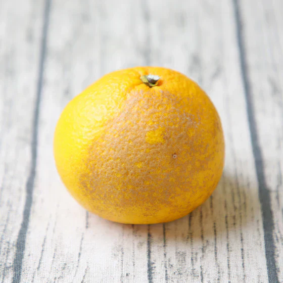 みかん 甘夏 2kg f甘夏02 家庭用 2箱ご購入でもう1箱おまけ フレッシュつちやま 吉田みかん 愛媛 吉田 宇和島 青果 果物 甘夏 あまなつ ミカン 蜜柑 柑橘 フルーツ 送料無料 訳あり