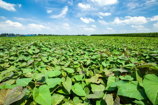 【サイズ無選別!60サイズ箱いっぱい!千葉県産紅はるか 貯蔵芋 長期保存に最適な土付き】産直 さつまいも
