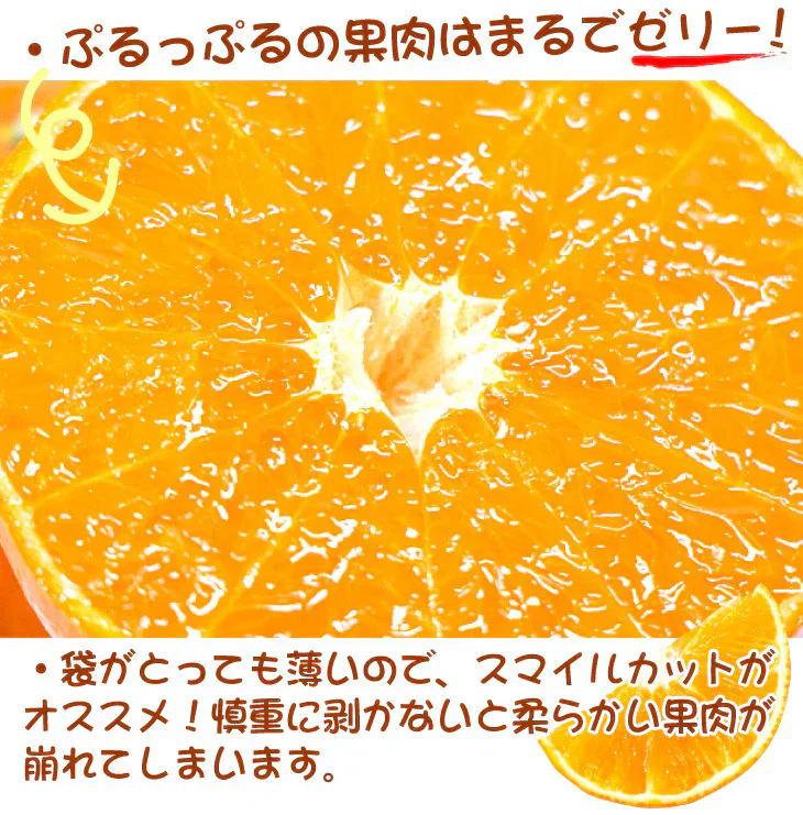 みかん 大分産 サンセレブ 1.5kg ご家庭用(発送予定:2025年1月下旬より)