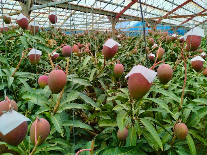 【7月より順次発送!】沖縄県産 完熟 マンゴー 2kg(3〜6個)