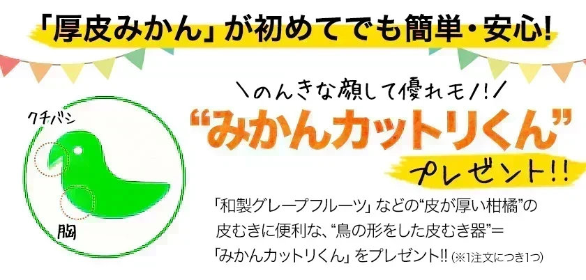 河内晩柑 送料無料 1.5kg 和製 グレープフルーツ 旬 の フルーツ 果物 みかん 訳あり 夏文旦 晩柑 宇和ゴールド ジューシーみかん 熊本県産 《1-5営業日以内に発送予定(土日祝日除く)》