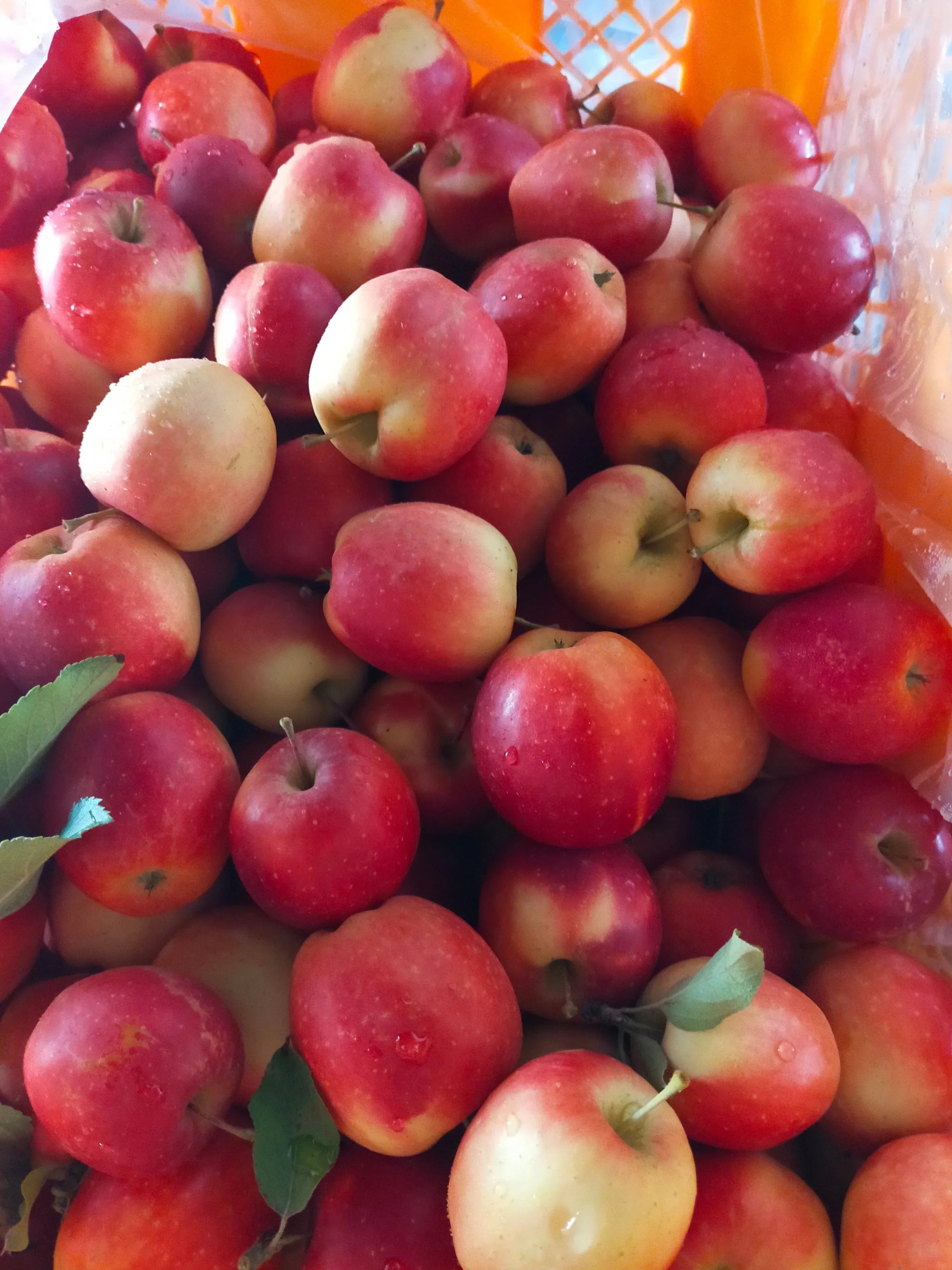 青森りんご ミニふじあおもり乙女 小さくかわいい食べきりサイズ１0㎏ 約2０0個 青森りんご ミニふじあおもり乙女 小さくかわいいリンゴ食べきりサイズ