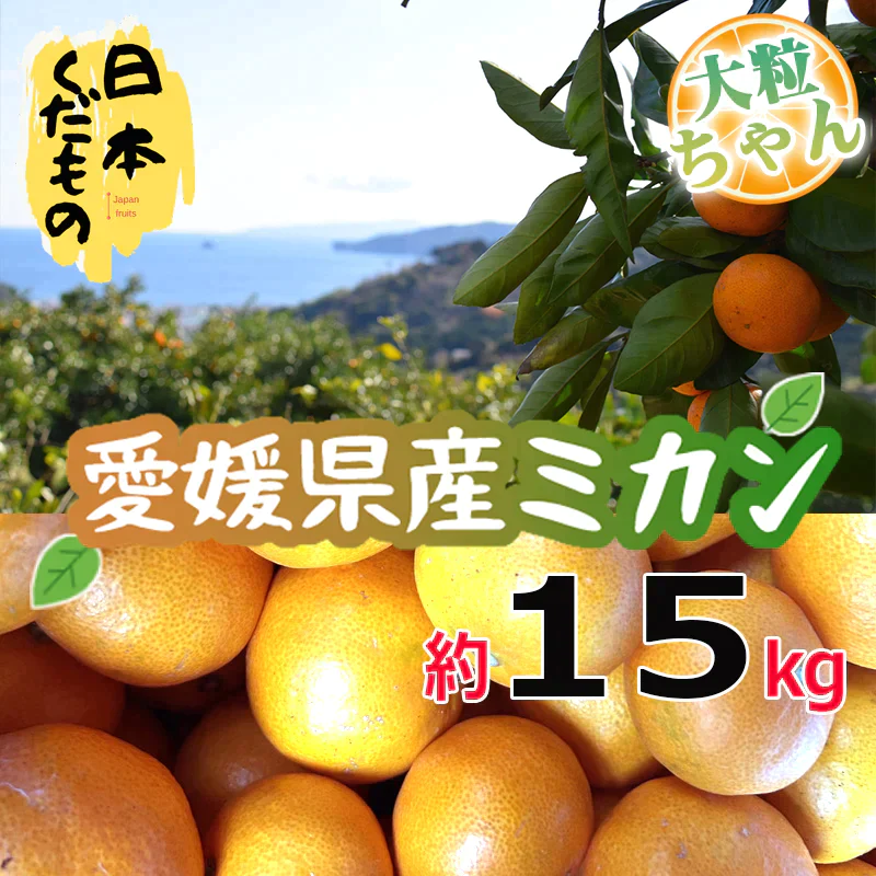 愛媛県産 みかん 大粒ちゃん 15kg 訳あり家庭用 柑橘