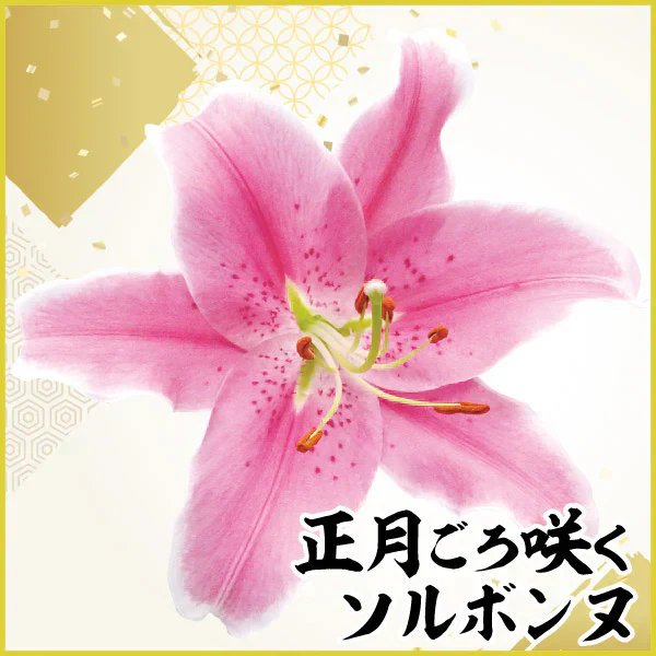 ユリ 球根 正月咲ユリ ソルボンヌ 15球