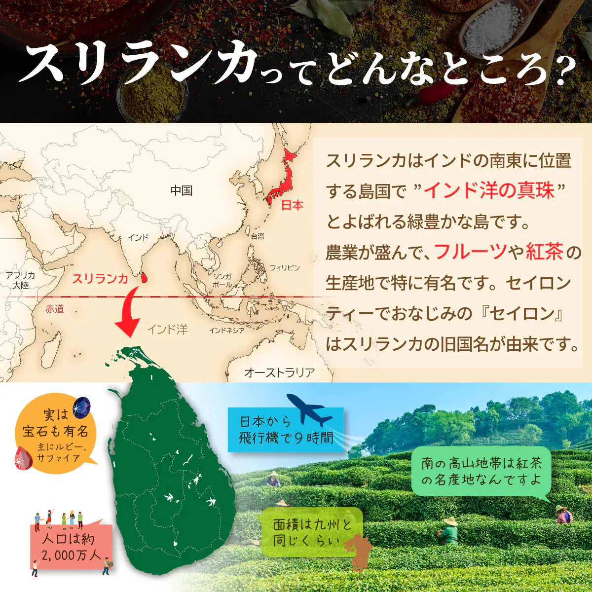 ドライバナナ バナナチップス 無添加 砂糖不使用 オーガニック 有機 100g 無農薬 オイル不使用 有機JAS認証 スリランカ セイロン バナナ ドライフルーツ 保存食 非常食 乾燥 健康 美容 おやつ お菓子 おつまみ 業務用