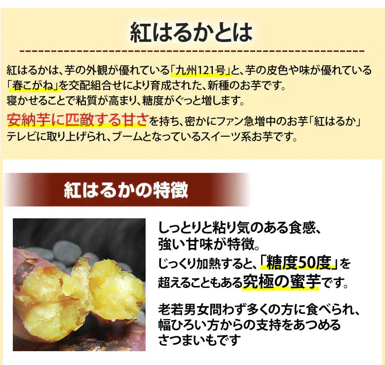 【10月中旬~下旬頃より順次出荷】紅はるか べにはるか 訳あり 1.5kg 送料無料 お取り寄せ さつまいも 熊本県産 サツマイモ 紅蜜芋 焼き芋 芋 いも