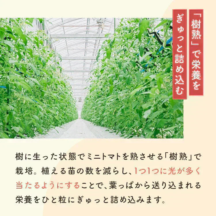 【予約】【2026年1月から順次発送】1kg トマランタン 笑顔溢れる甘さ♪超濃厚ミニトマト!【東北配送不可】