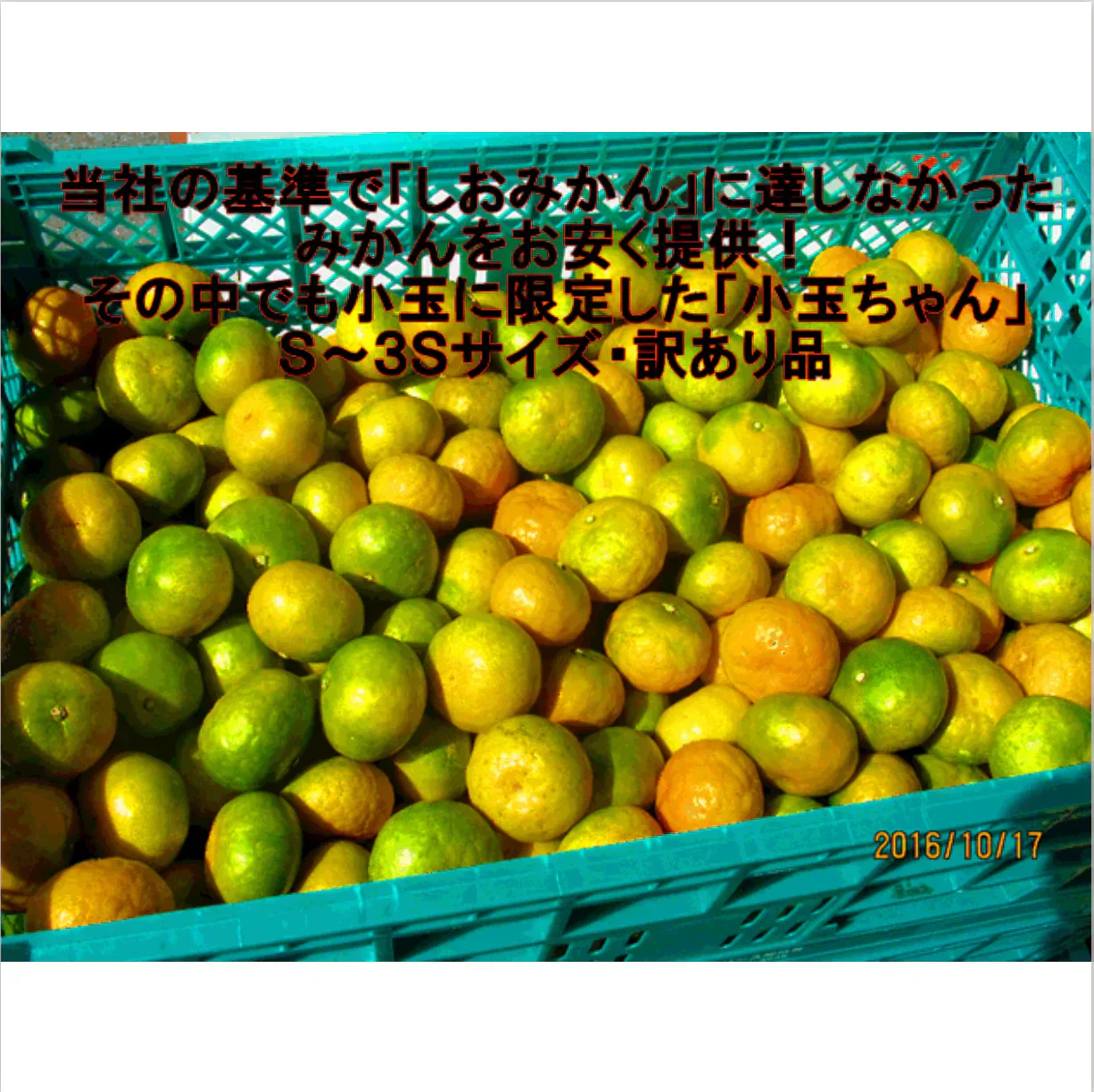 熊本産 みかん 極早生 訳あり 約1.5kg ご家庭用 60サイズ 送料無料【ご新規さん限定商品】