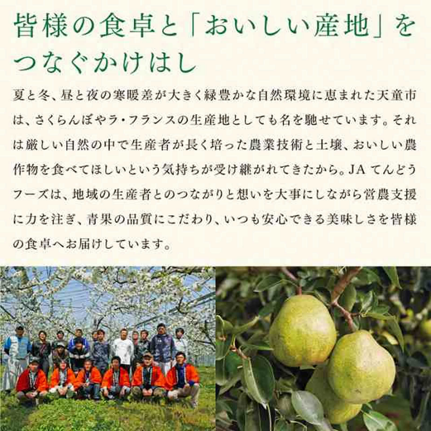 訳あり ぶどう 皮ごと食べられる シャインマスカット 約2kg 山形県産 ご自宅用 葡萄 【9月中旬頃より発送予定】 gr07