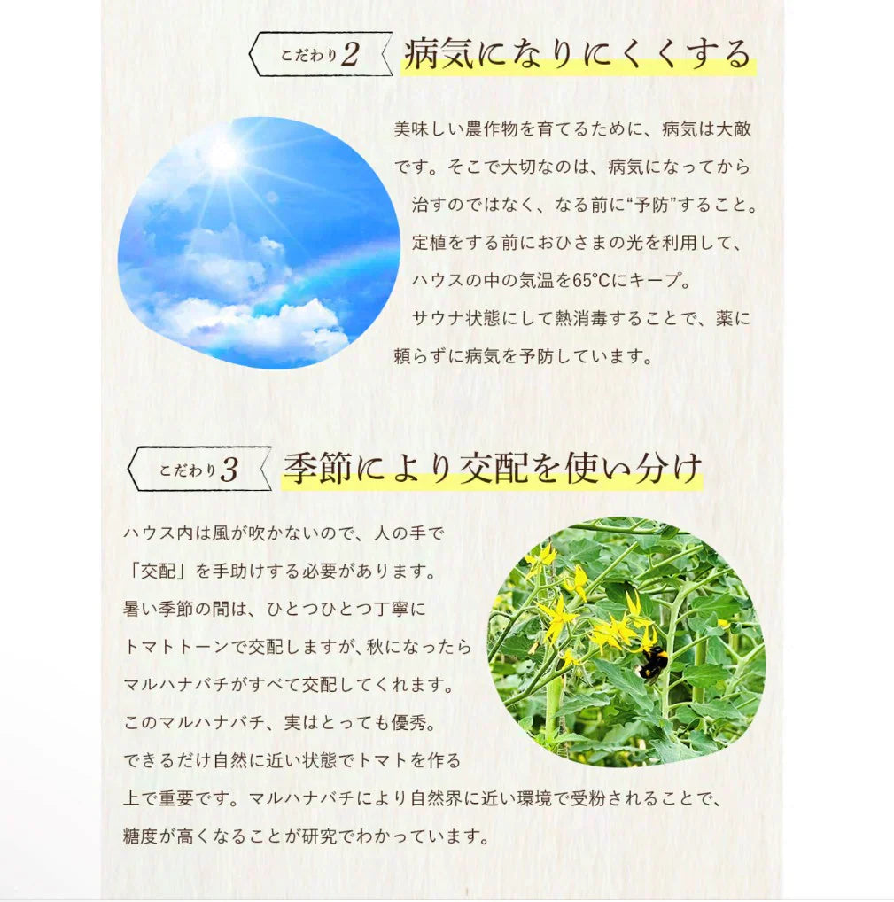 予約【1月前後から発送開始】お試し\特別栽培農産物/ソムリエミニトマト プラチナ 390g