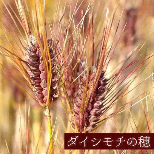 900g (450g×2) 国産もち麦 送料無料