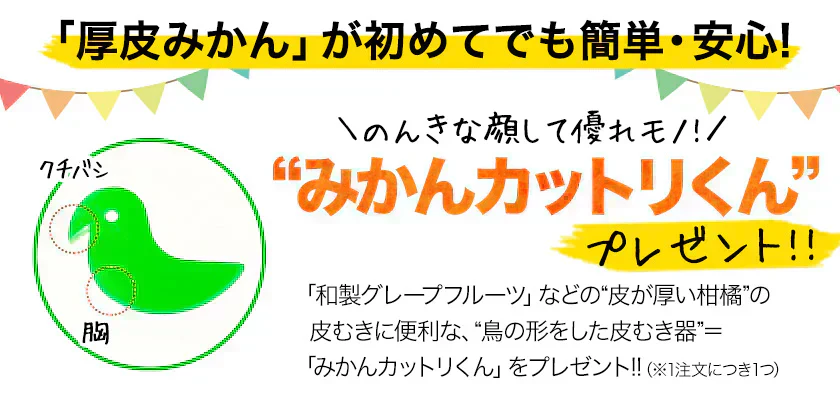 河内晩柑 送料無料 1.5kg 和製 グレープフルーツ 旬 の フルーツ 果物 みかん 訳あり 夏文旦 晩柑 宇和ゴールド ジューシーみかん 熊本県産 《1-5営業日以内に発送予定(土日祝日除く)》
