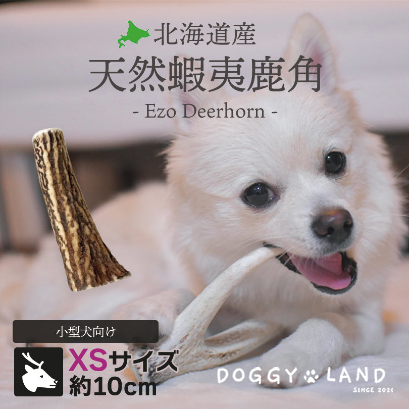S*i様 蝦夷鹿角（天然）