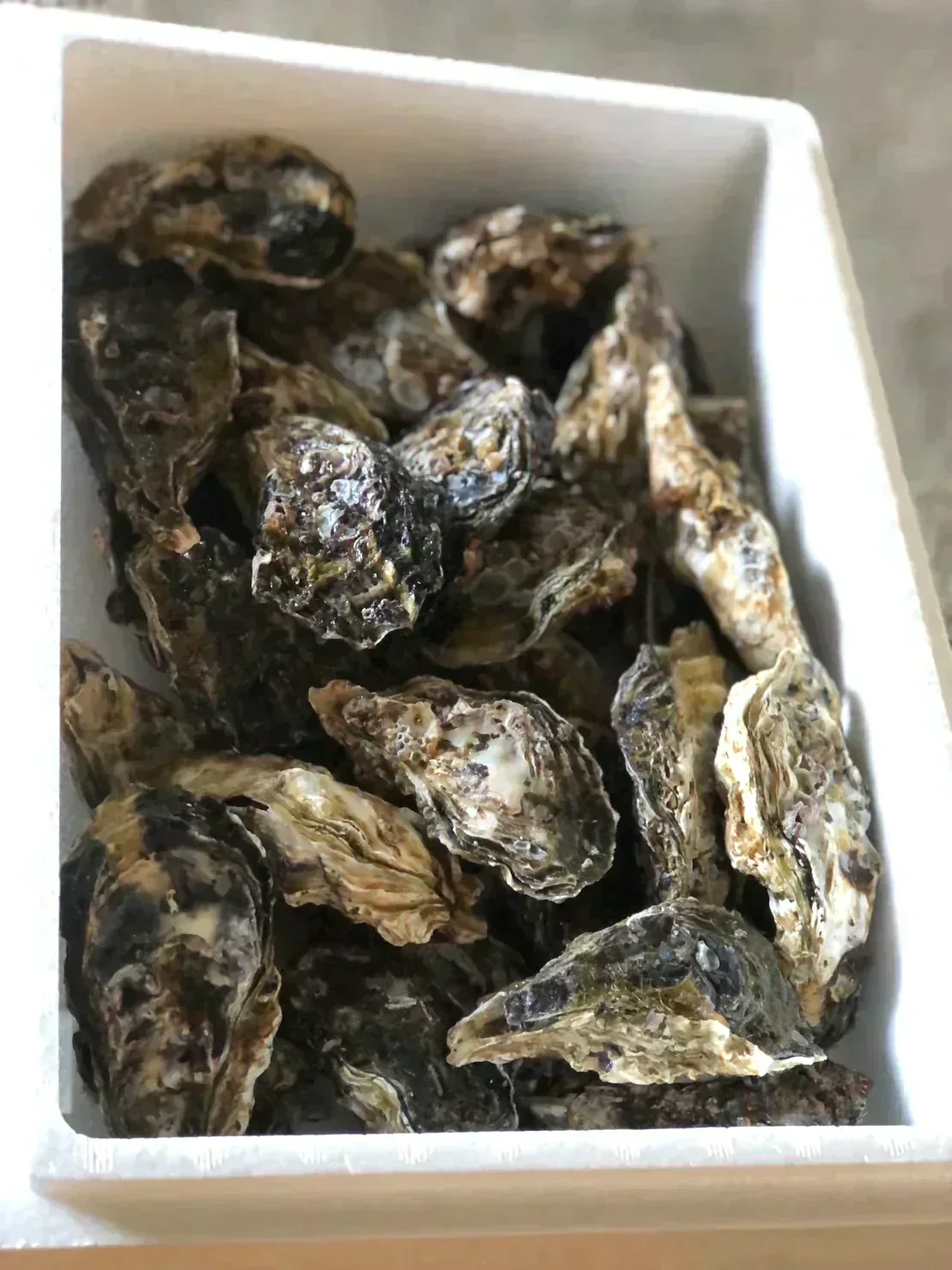 【25個以上!】香川県志度産牡蠣 3キロ
