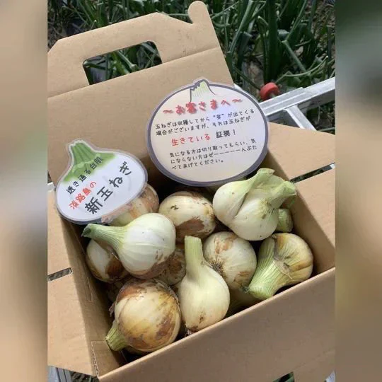 訳あり新玉ねぎ2kg🧅シャーロットオニオン今が旬 淡路島極熟玉葱 送料無料 たまねぎ タマネギ【家計お助けSALE】