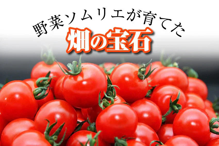 予約【1月前後から発送開始】お試し\特別栽培農産物/ソムリエミニトマト プラチナ 390g