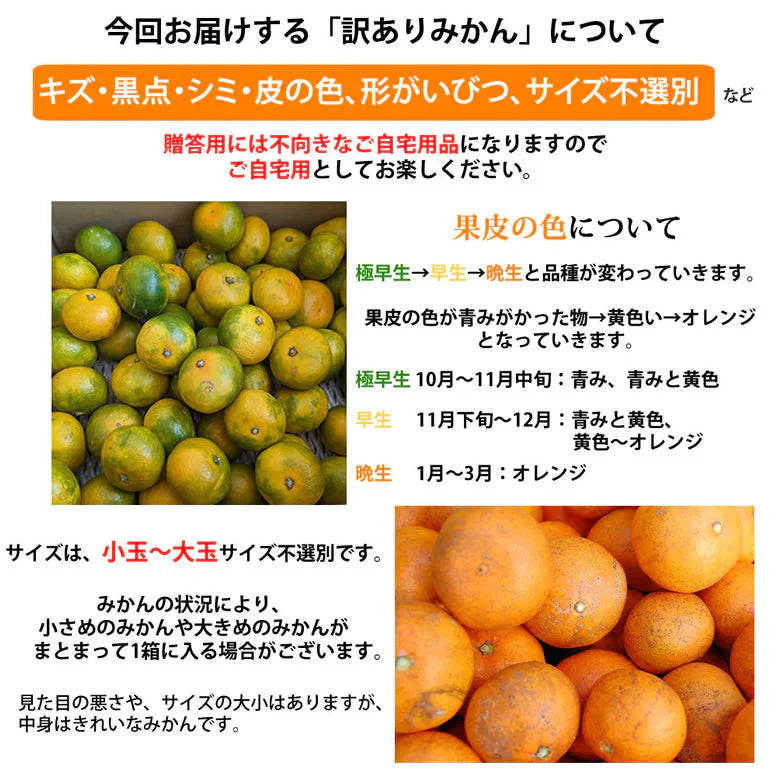 みかん 10kg 送料無料 訳あり 箱込(内容量9kg+補償分500g) 無選別 熊本みかん 極早生みかん 早生みかん 温州みかん蜜柑 ミカン