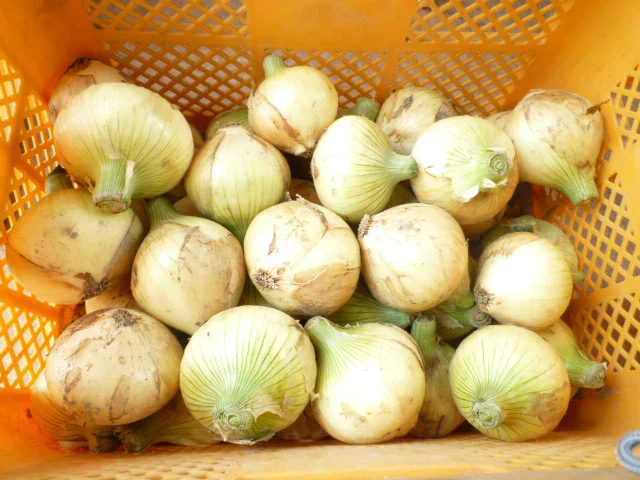 (訳あり)お買得 淡路島産 新玉ねぎ ソルティ玉ねぎ 10キロ