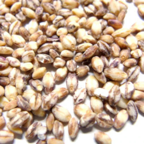 岡山県産 ダイシモチ/幻の紫もち麦 1kg 令和7年産