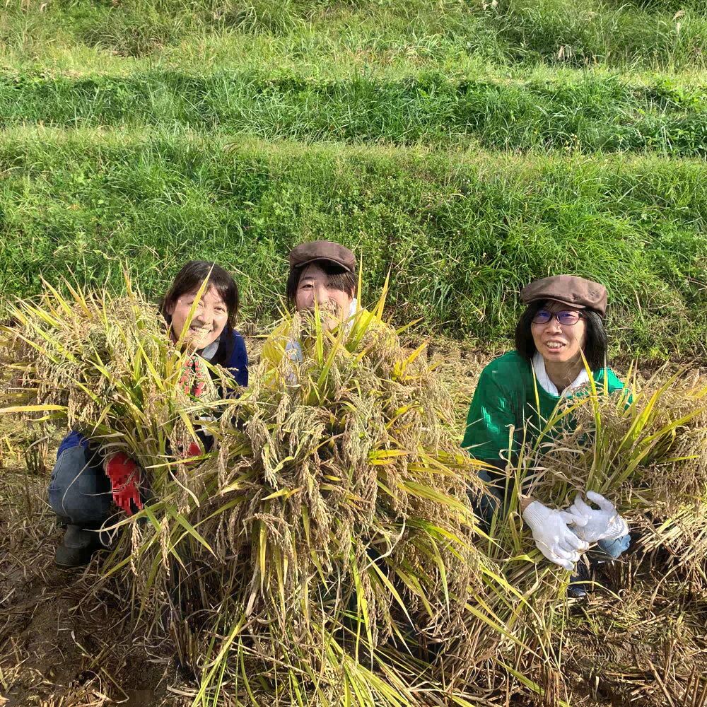 青森県産 新ブランド米 はれわたり 精米 10kg (5kg×2袋) 令和7年産 古代米お試し袋