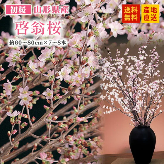 【冬に咲く桜】山形県産 啓翁桜 (約60〜80cm×7〜8本)送料無料※一部地域は別途送料